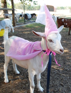 Goats in costumes 9-24-11 027.JPG